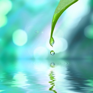 green leaf with water drop water on blue sunny background